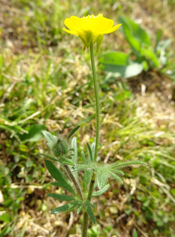 Ranunculus bulbosus - Ranunculaceae